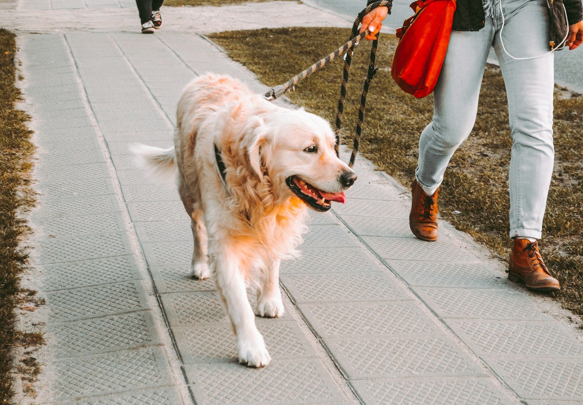 Pet-friendly townhomes in Cedar City — a guide to cat & dog-friendly rentals, nearby parks, pet services, local rules, and how to transition smoothly.